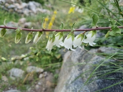 Campanula alliariifolia
