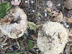 Lycoperdon utriforme