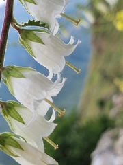 Campanula alliariifolia