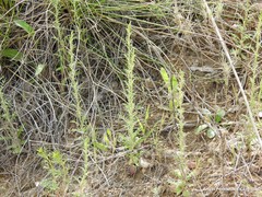 Reseda stricta