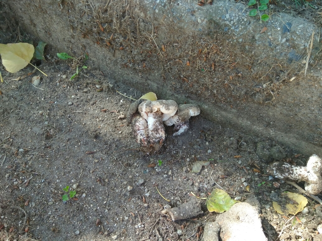 Lactarius controversus