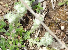 Bombycilaena discolor