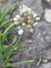 Allium denudatum
