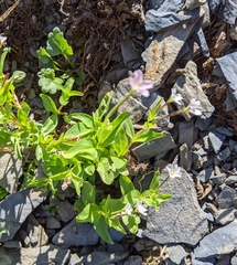 Epilobium lactiflorum