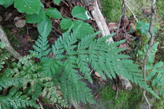 Asplenium onopteris