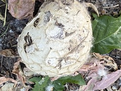 Lycoperdon utriforme