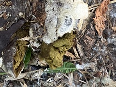 Lycoperdon utriforme