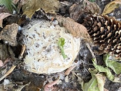 Lycoperdon utriforme