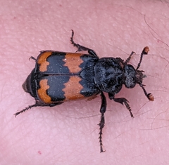 Nicrophorus investigator