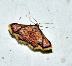 Enispa rosellus