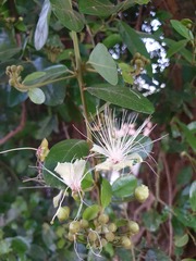 Capparis tomentosa