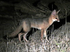 Vulpes chama