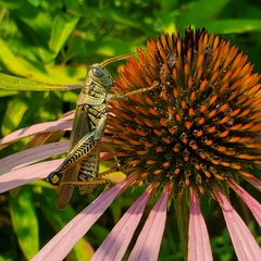 Melanoplus differentialis