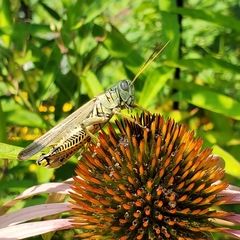 Melanoplus differentialis