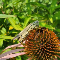 Melanoplus differentialis