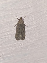 Martyringa latipennis