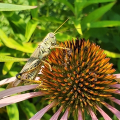 Melanoplus differentialis