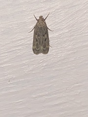 Martyringa latipennis