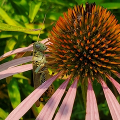 Melanoplus differentialis