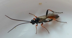Hymenoptera