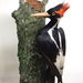 Ivory-billed Woodpecker - Photo Daderot, no known copyright restrictions (public domain)