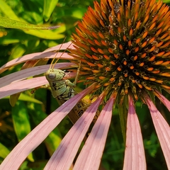 Melanoplus differentialis