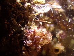 Discodoris boholiensis