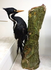 Ivory-Billed Woodpecker photo 4