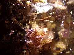 Discodoris boholiensis