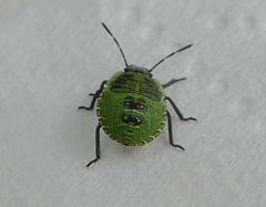 Palomena prasina