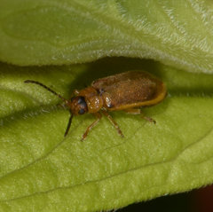 Neogalerucella