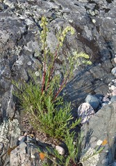 Artemisia campestris caudata