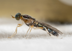 Merosargus caeruleifrons