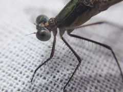 Lestes sponsa
