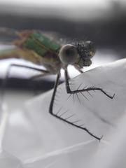 Lestes sponsa