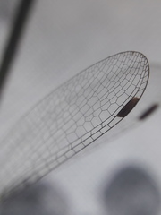 Lestes sponsa