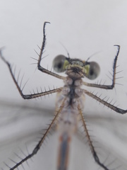 Lestes sponsa