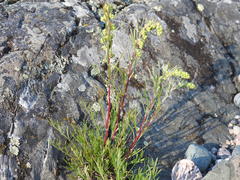 Artemisia campestris caudata