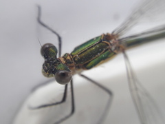 Lestes sponsa