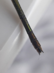 Lestes sponsa