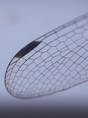 Lestes sponsa