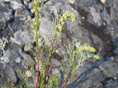 Artemisia campestris caudata