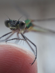 Lestes sponsa