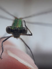 Lestes sponsa