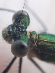 Lestes sponsa