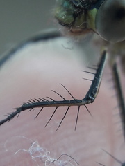Lestes sponsa