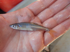 Lythrurus umbratilis