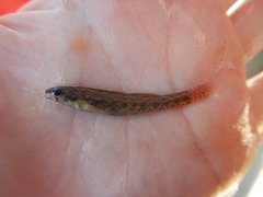 Etheostoma gracile