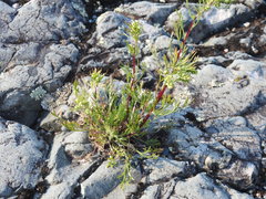 Artemisia campestris caudata