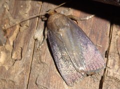 Amphipyra livida